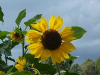 Sunflower - the symbol of ursuline serenity