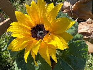 Św. Urszula w Koszalinie